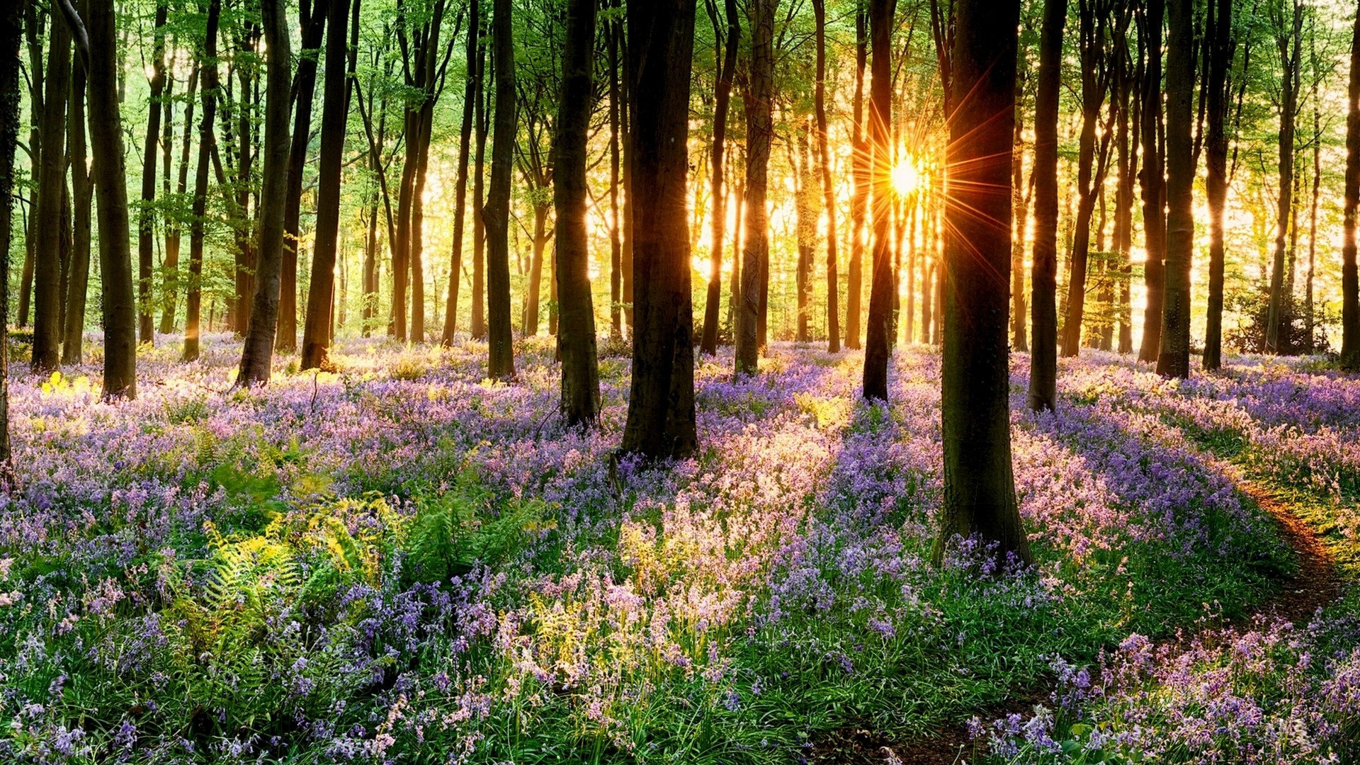 nature, forest, spring, flowers