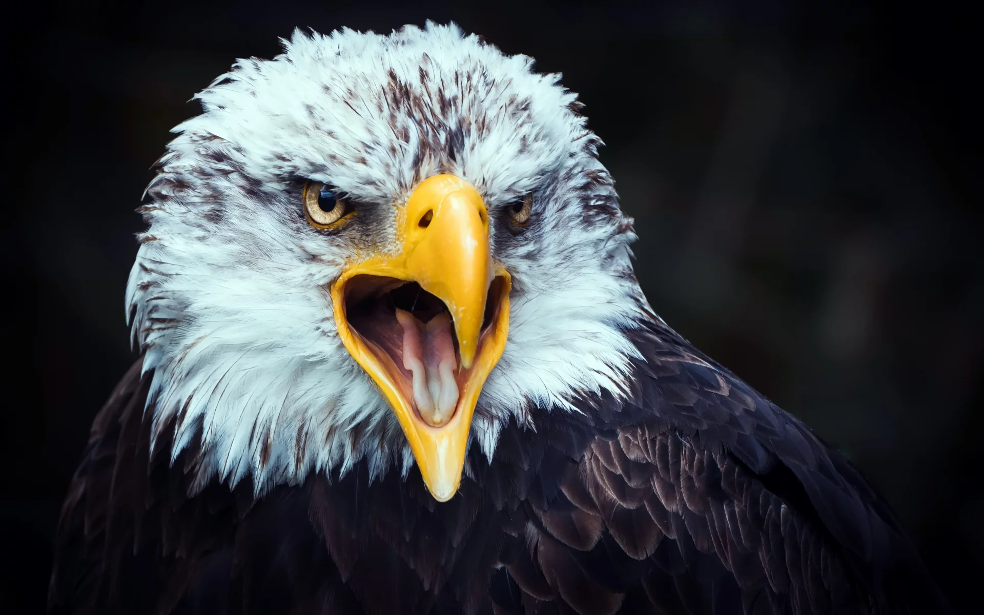 eagle, beak, tongue