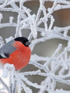 bird, bullfinch, branch