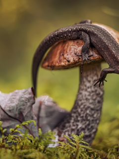 mushroom, lizard, macro photography