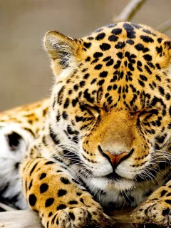 animal, leopard, recreation