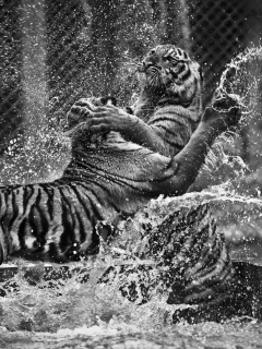 wallpaper, tiger, animals