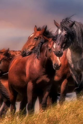 horse, horses, herd