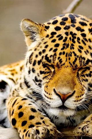 animal, leopard, recreation