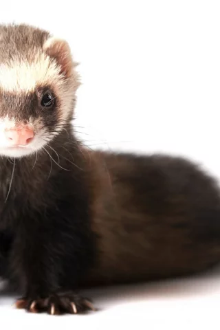 animals, ferret