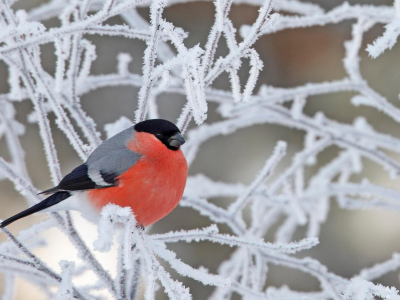 bird, bullfinch, branch