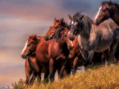 horse, horses, herd