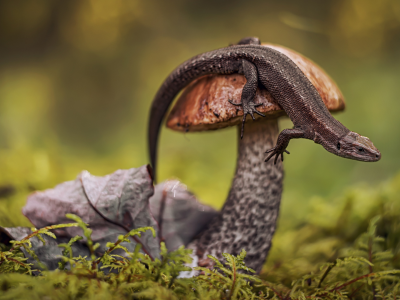 mushroom, lizard, macro photography