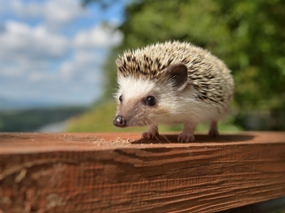 animals, hedgehog