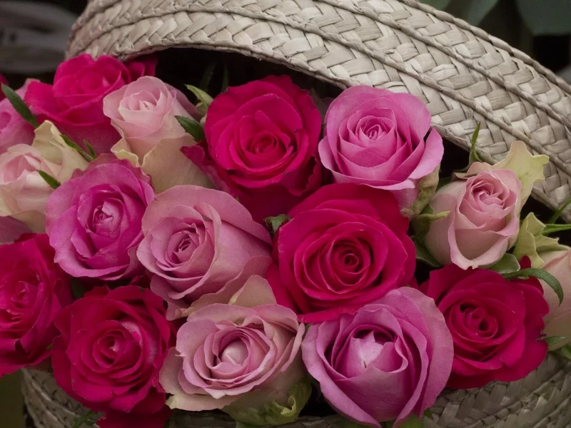 flowers, roses