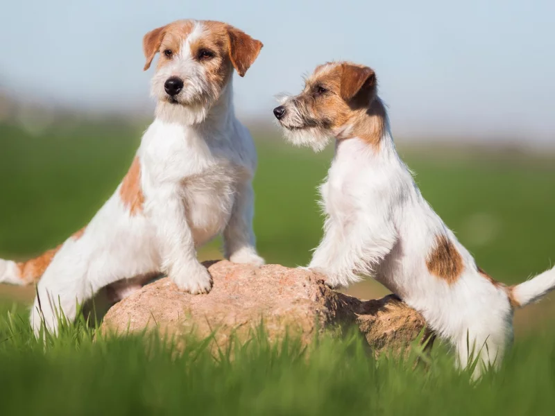 animals, dog, puppy