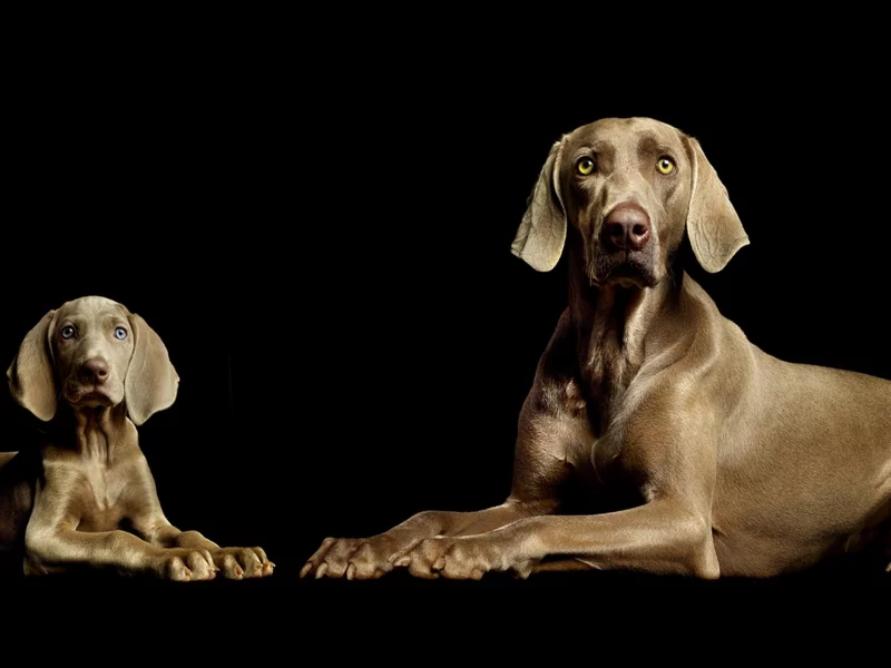 animal, dog, dogs, black background