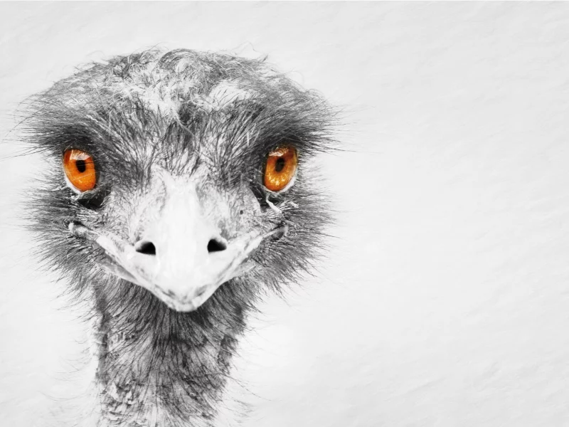 ostrich, bird