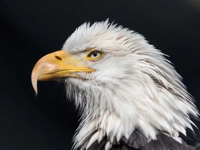 bald, eagle, wild