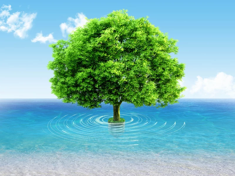 water, wood, picture