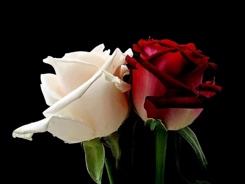roses, stunner, night