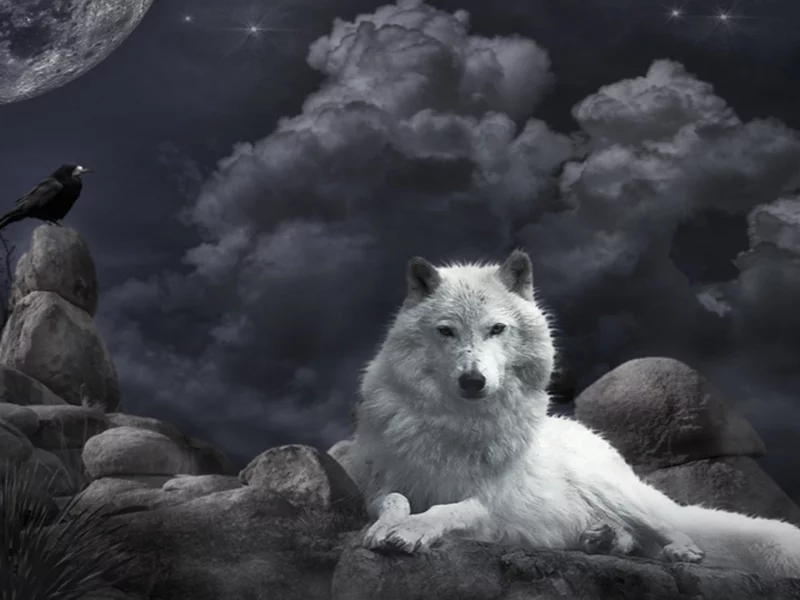 wolf, white, raven, smoke