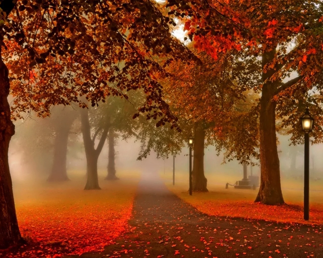 nature, autumn, park, alley, fog
