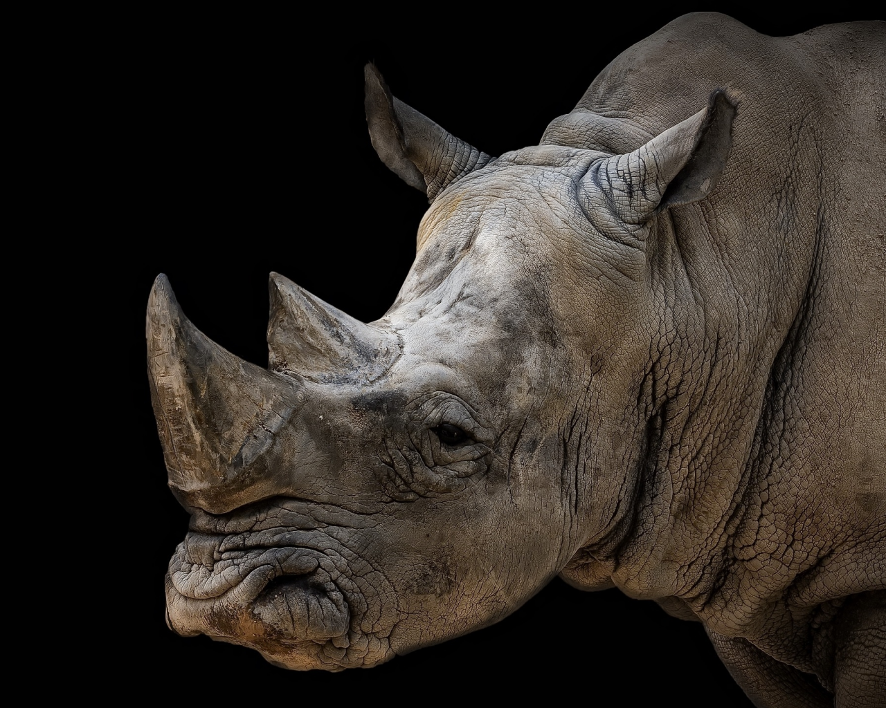animal, rhinoceros, black background