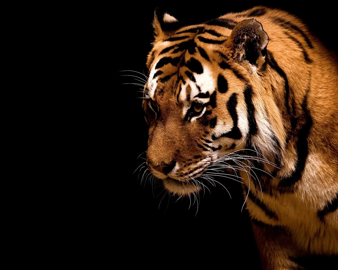 animal, beast, tiger