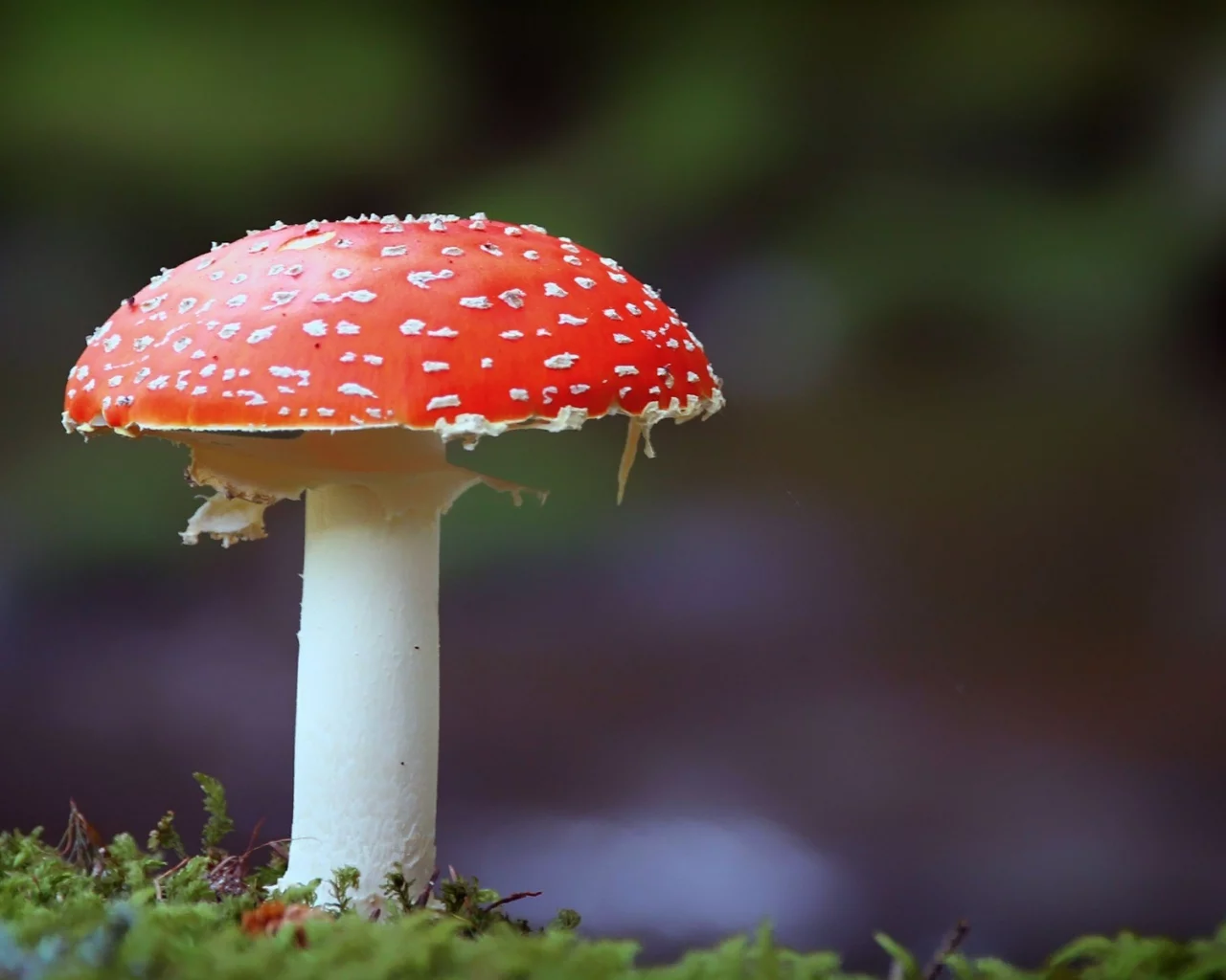 photography, mushroom, fly agaric