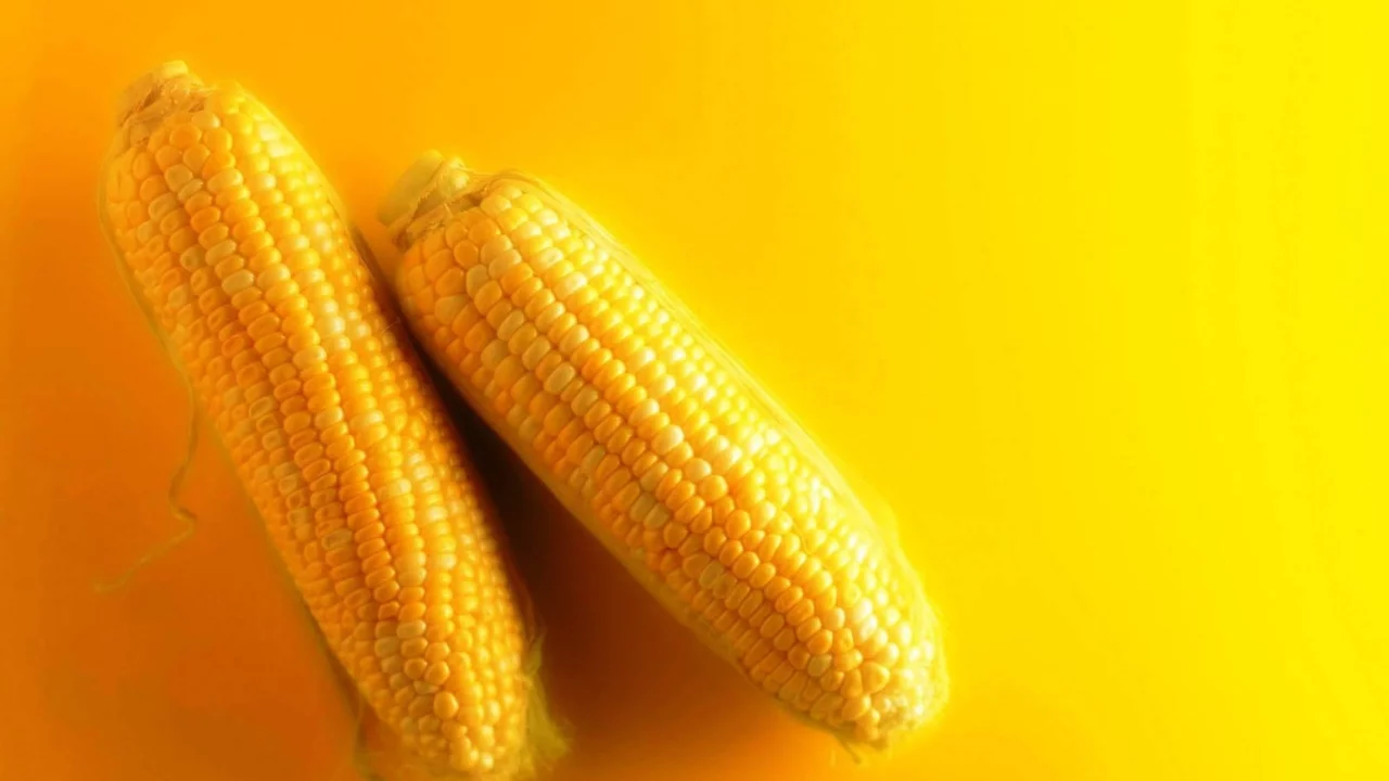 corn, cob
