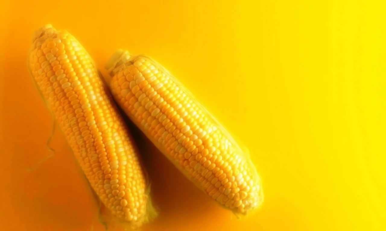 corn, cob