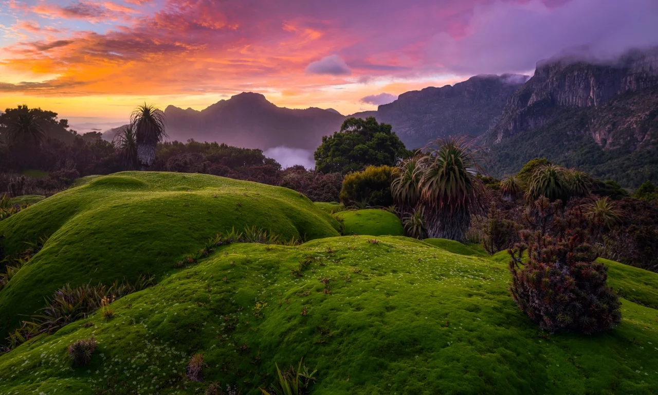 australia, tasmania, bushes, green, grass, red, sky, clouds, sunset