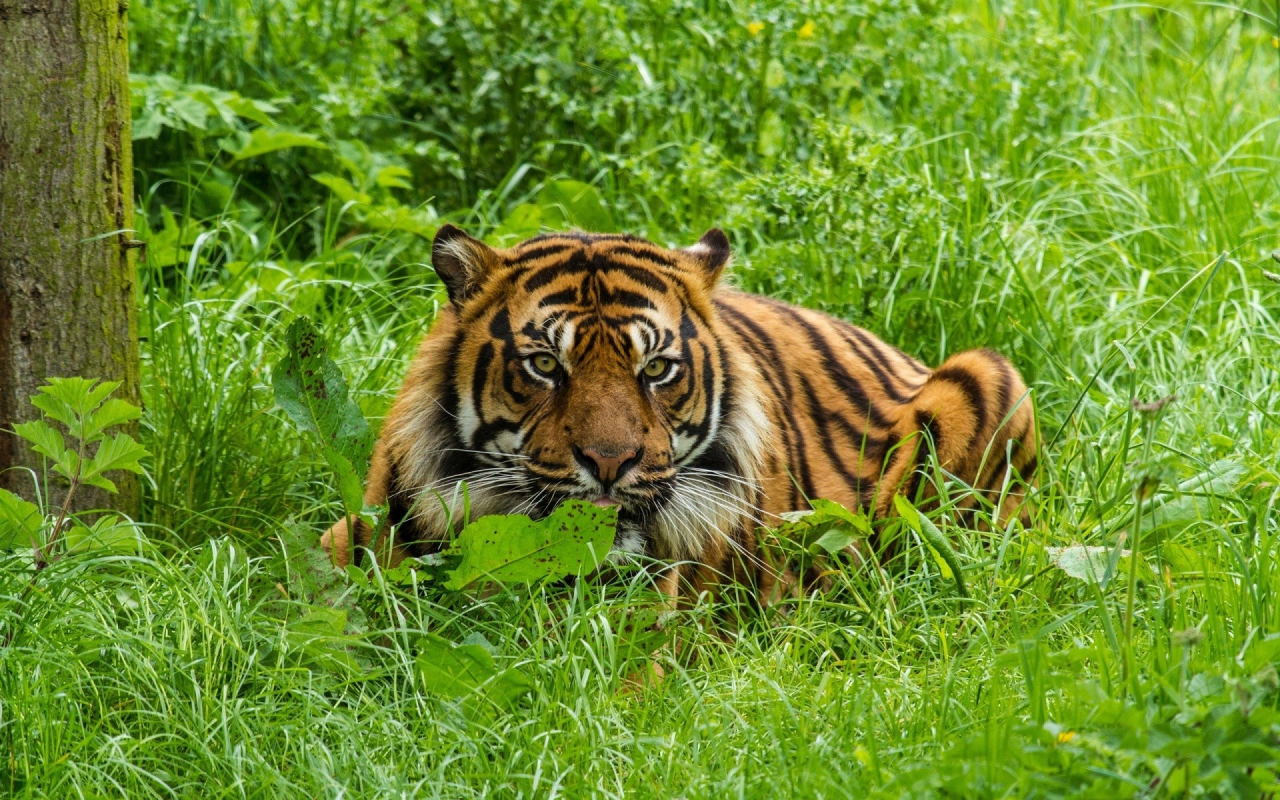 animals, tiger, big cats, nature, green