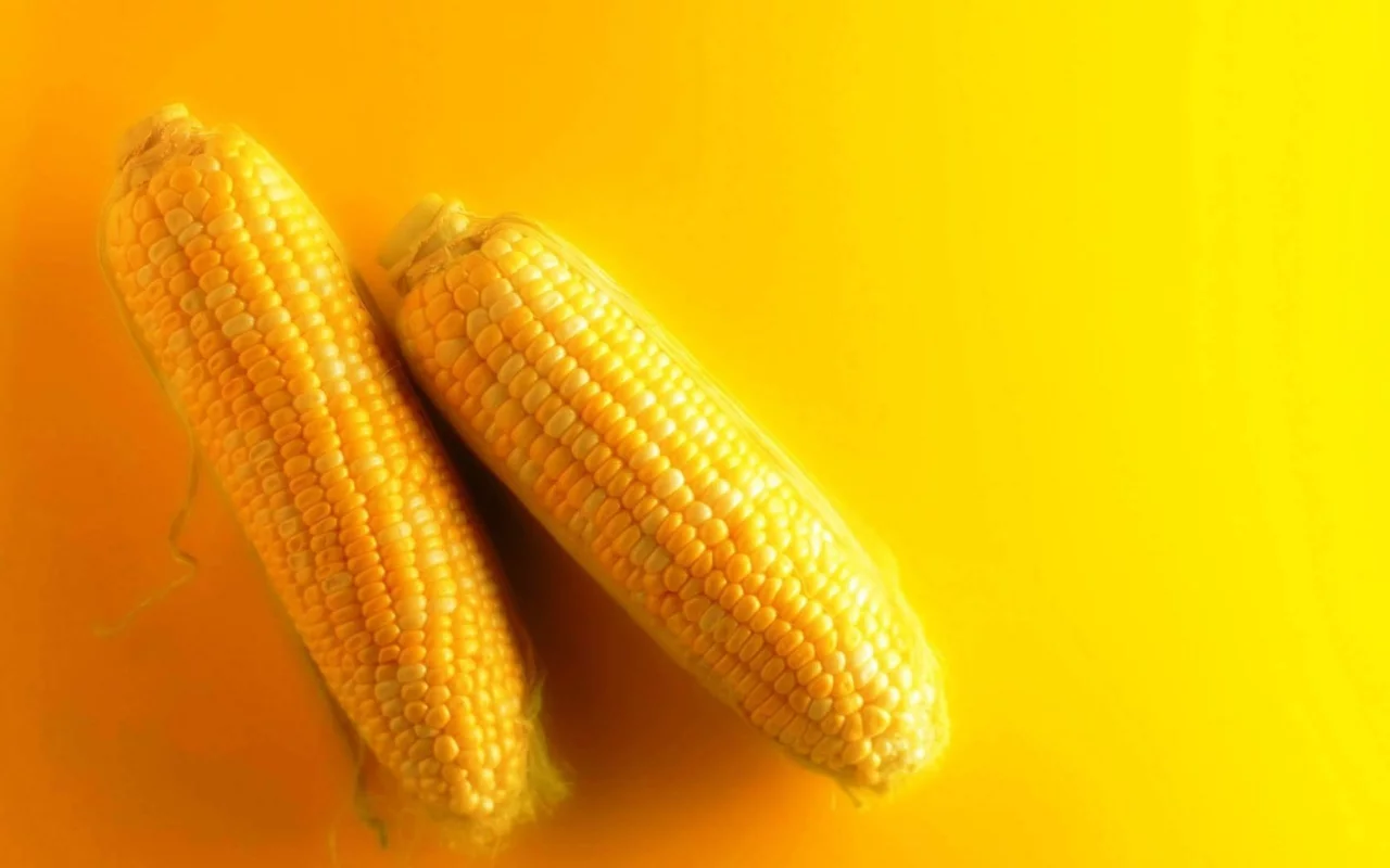 corn, cob
