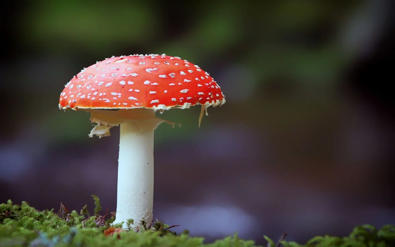 photography, mushroom, fly agaric