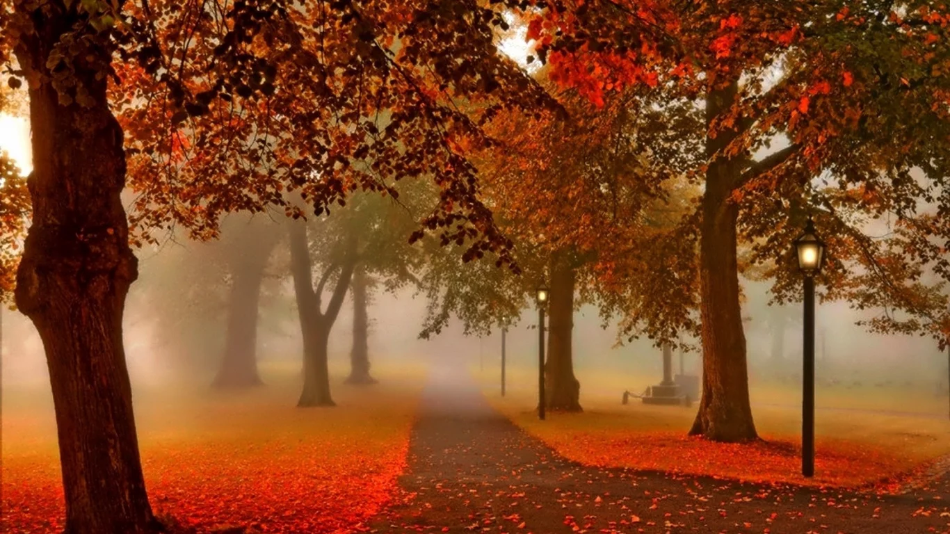 nature, autumn, park, alley, fog