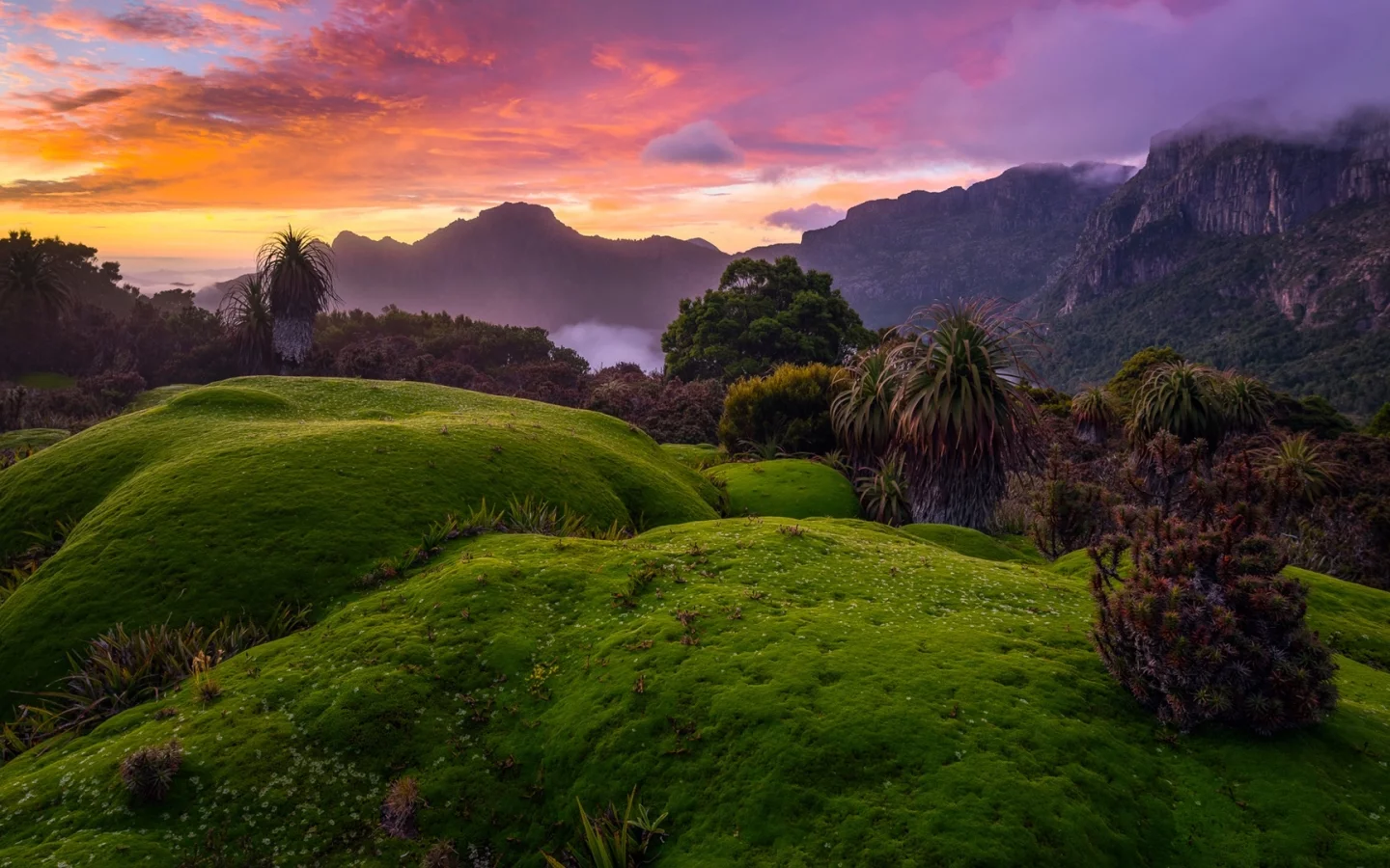 australia, tasmania, bushes, green, grass, red, sky, clouds, sunset