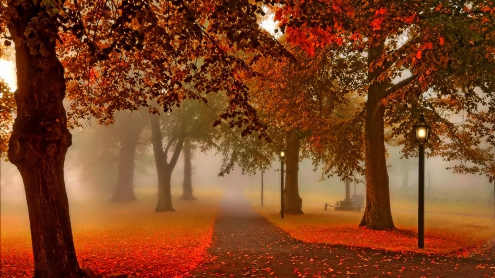 nature, autumn, park, alley, fog