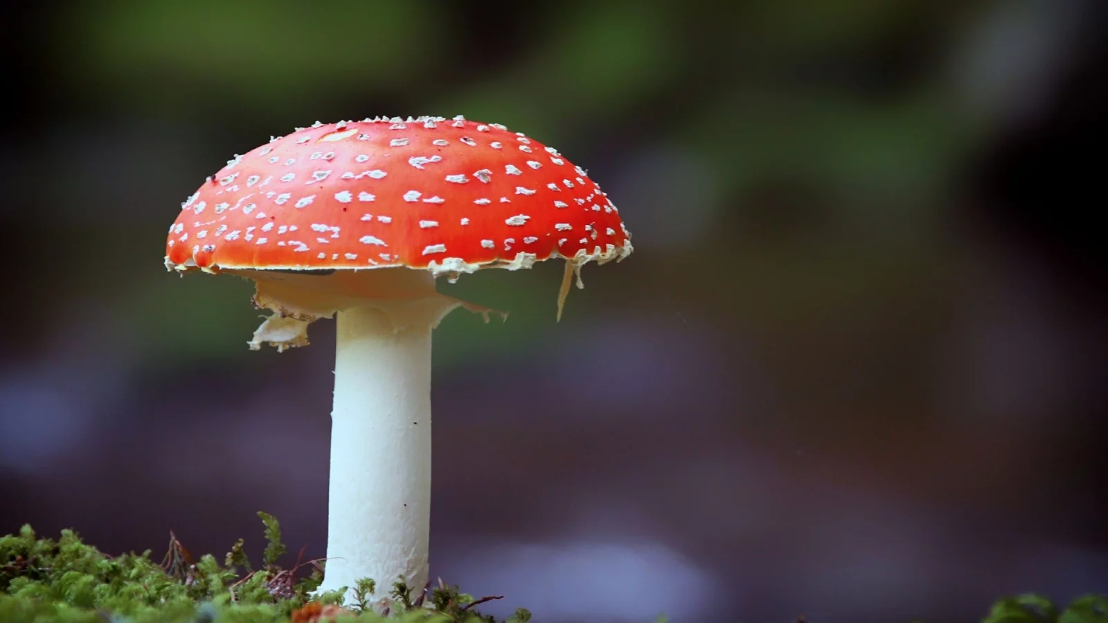 photography, mushroom, fly agaric