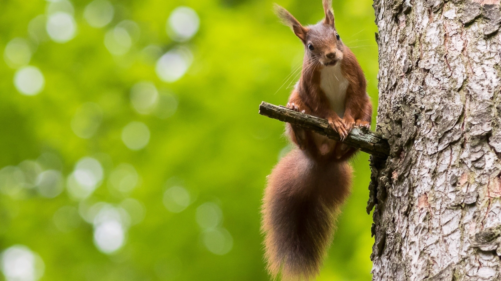 animals, squirrel, bokeh, nature