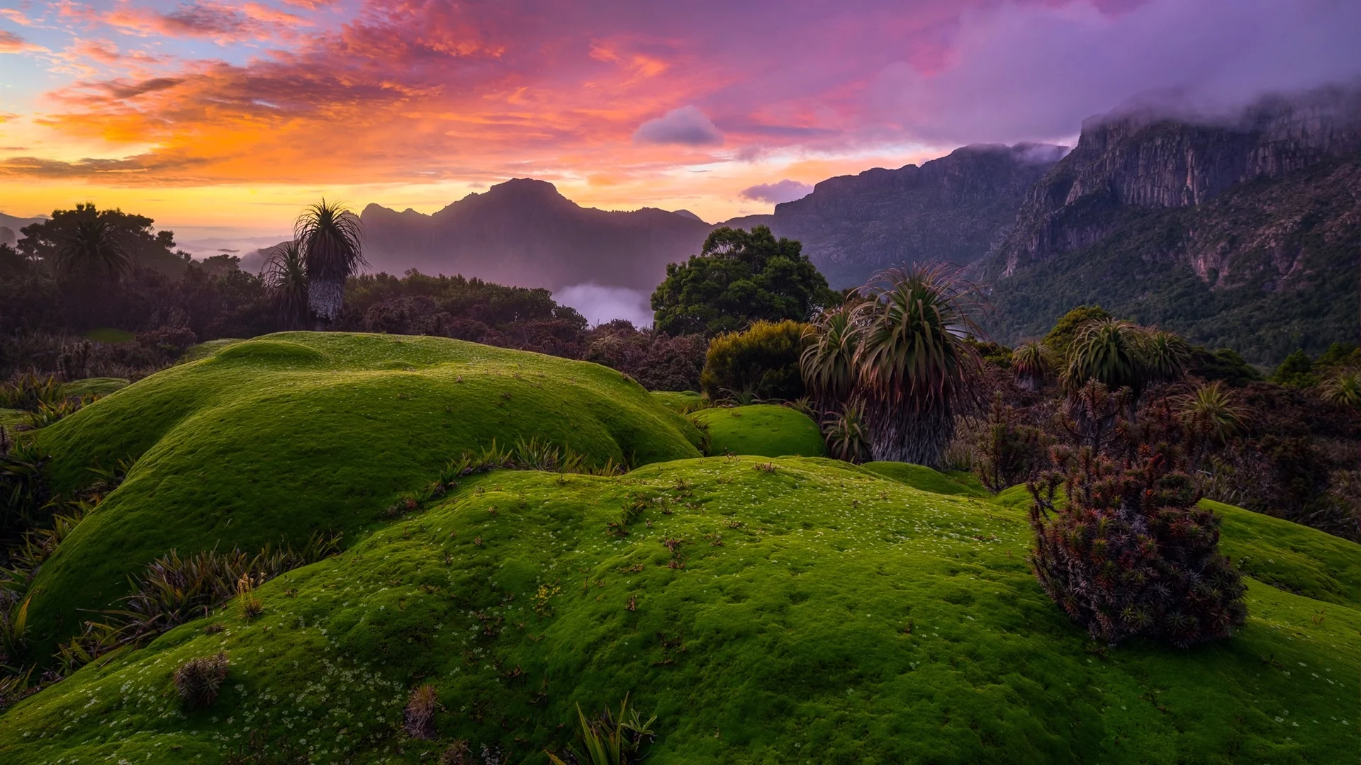 australia, tasmania, bushes, green, grass, red, sky, clouds, sunset