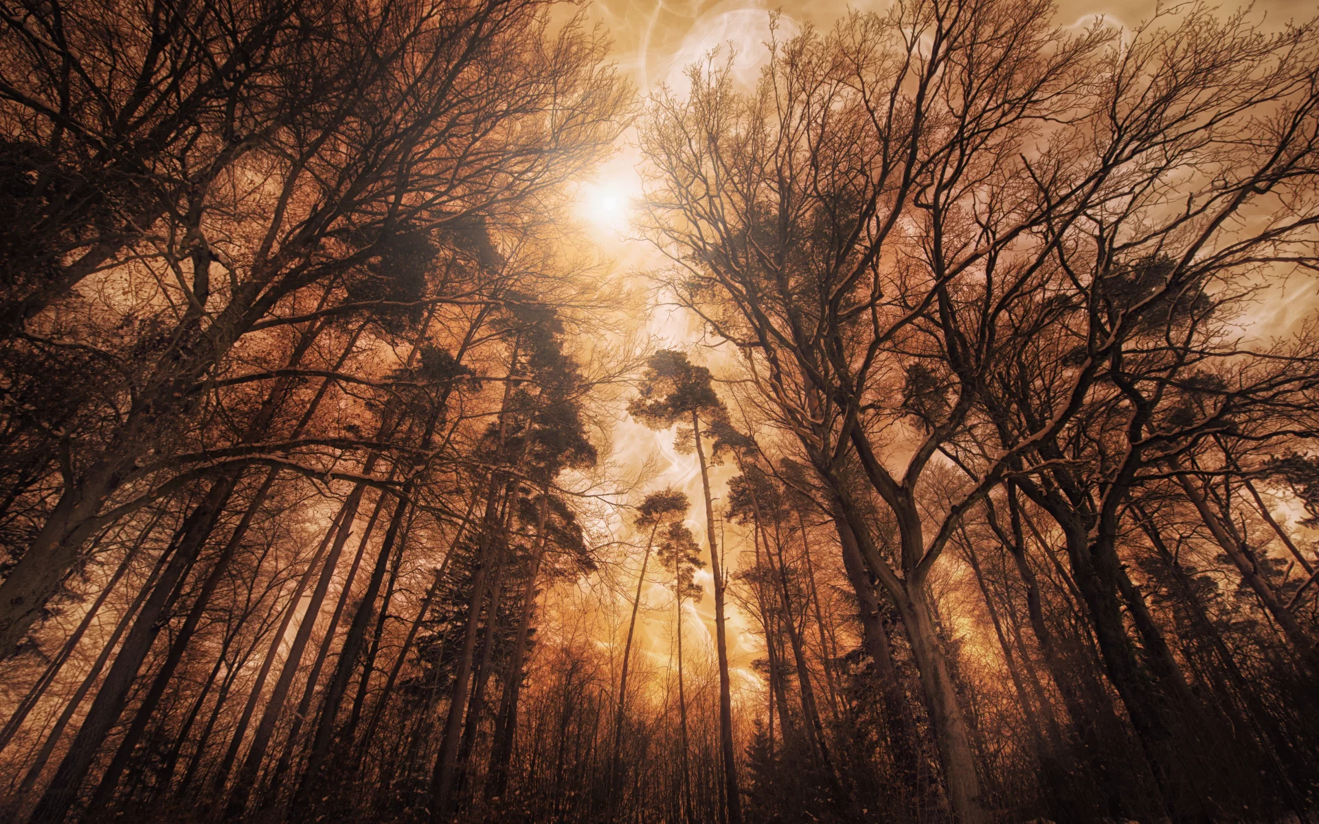 woods, forest, tall, trees, fire, effect, landscape, digital