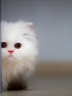 fluffy, cat