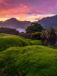 australia, tasmania, bushes, green, grass, red, sky, clouds, sunset