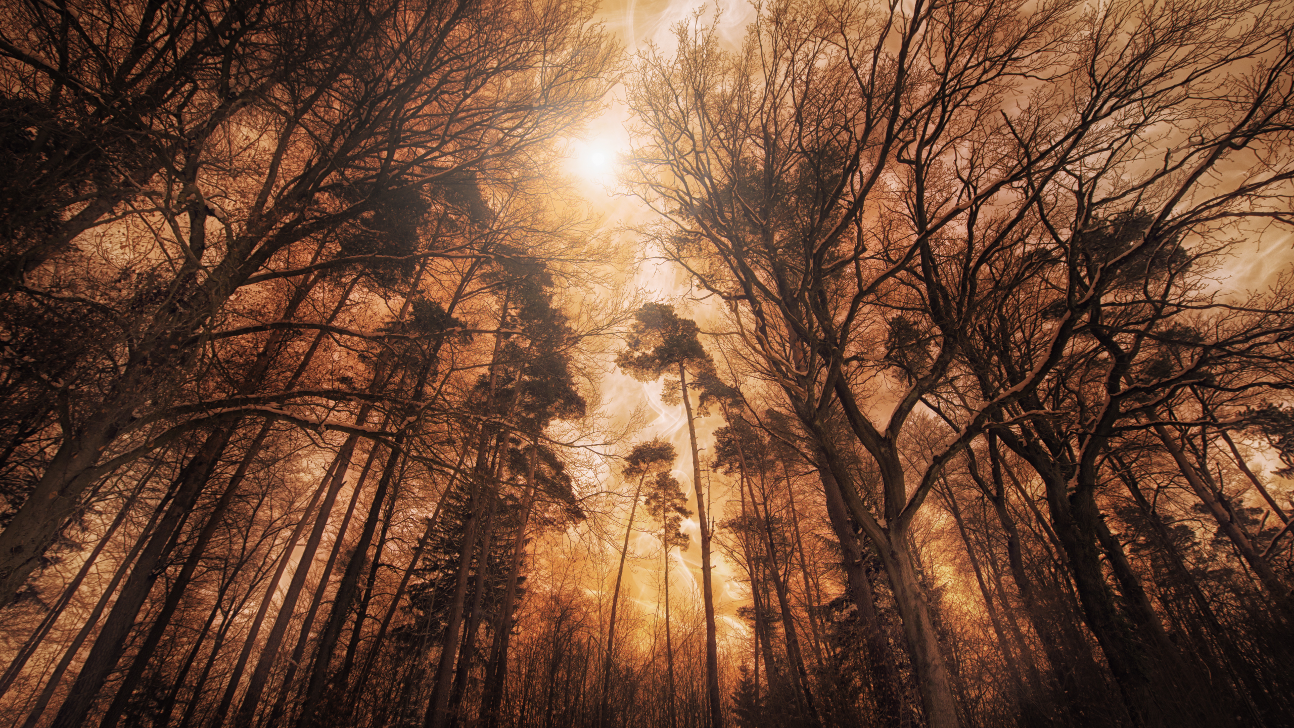 woods, forest, tall, trees, fire, effect, landscape, digital