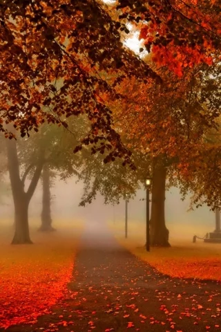 nature, autumn, park, alley, fog