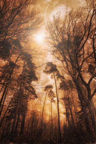 woods, forest, tall, trees, fire, effect, landscape, digital