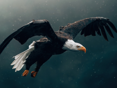 eagle, flying