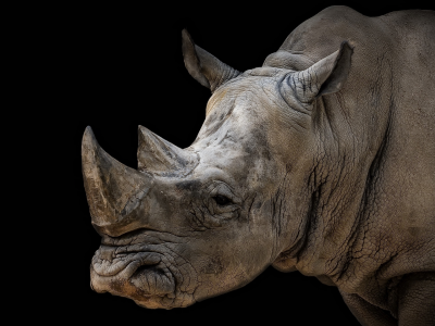 animal, rhinoceros, black background