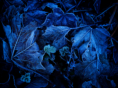 frozen, leaves, foliage, blue, closeup, ground, winter