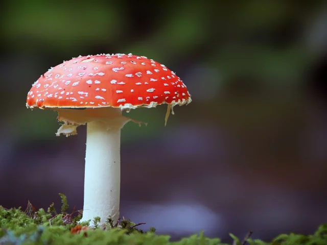 photography, mushroom, fly agaric