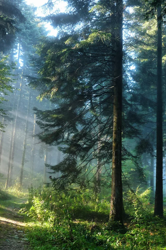 nature, forest, road, sun rays