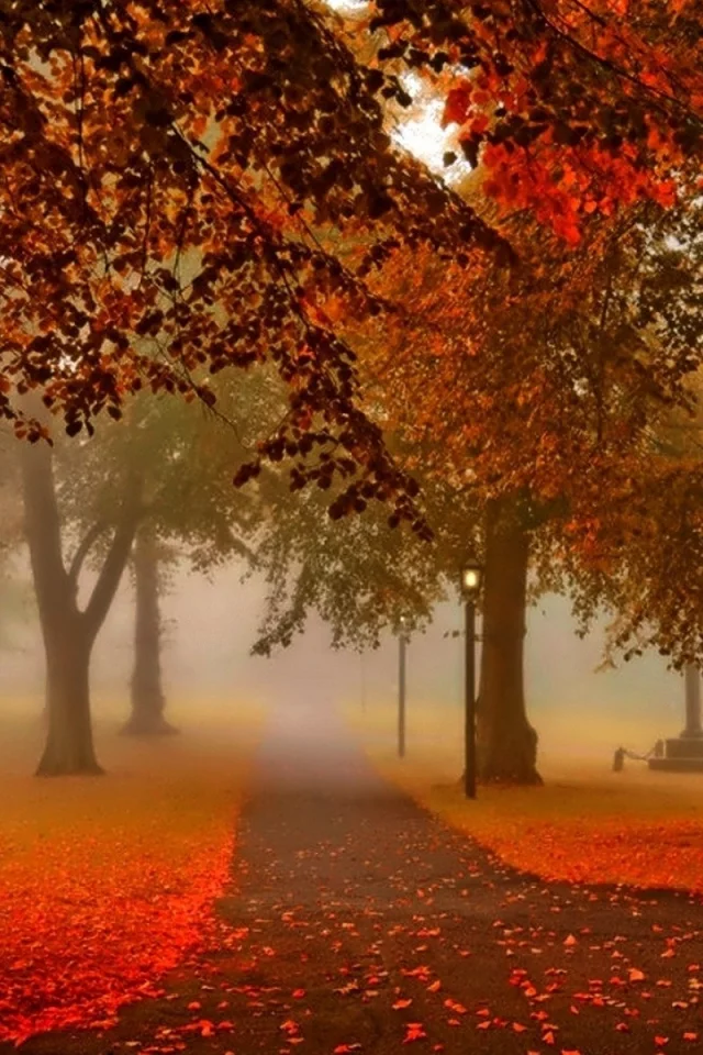 nature, autumn, park, alley, fog