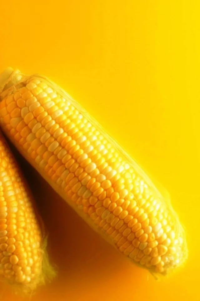corn, cob